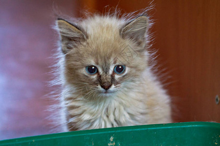 小毛猫第一次学会在猫的垃圾箱里排便图片
