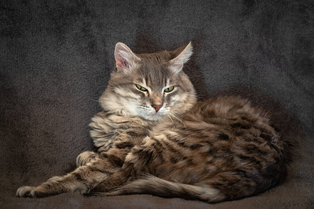 猫在沙发上休息图片