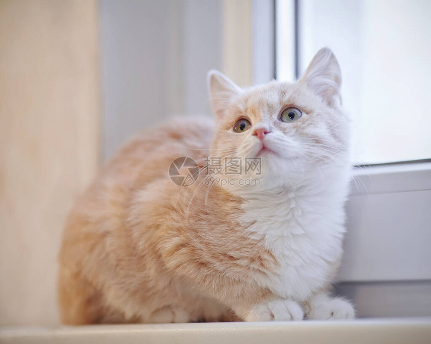 窗台上有白色爪子的红色虎斑小猫图片