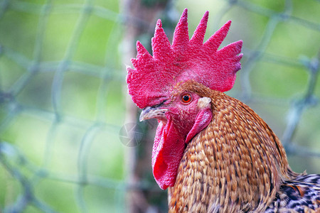 带有非常醒目的红冠的家禽公鸡图片