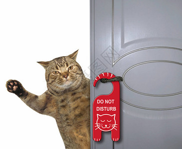 猫关上了门把手上挂着请勿打扰的牌背景图片