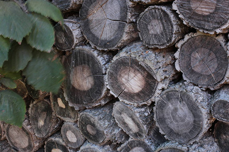 天然材料的原木和板材仓库图片