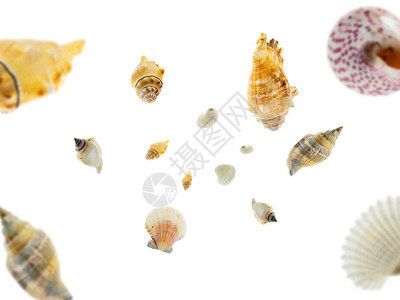 海星贝壳坠落在白色上热带图片