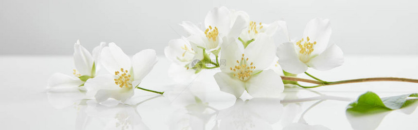 白色表面茉莉花的全景拍摄图片
