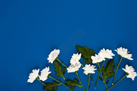 美丽的花卉布局蓝色背景上的白色花朵妇女节快乐图片