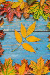秋天的黄色树叶在旧的蓝色木制背景上框架边缘的叶子框架文图片