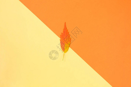 秋季作文黄色背景上五颜六色的秋叶顶视图最小的概背景图片