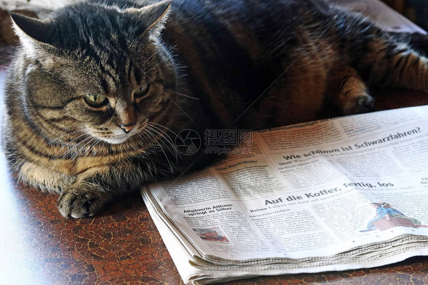 报纸读者消息灵通猫会看报纸如图片