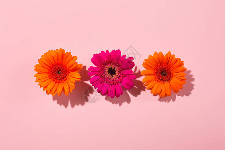 三朵金盏菊美丽的橙色花朵非洲菊雏纸粉红色背景在有阴影的强光下最小的花朵概念抽象背景插画