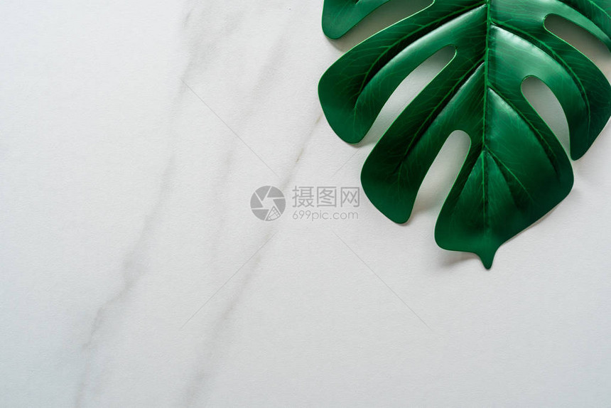 白调大理石纹理抽象背景的顶端景象绿色自然叶图片