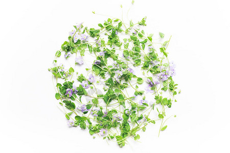 绿色的叶子和蓝色的花朵在白色背景上的一个圆圈简约生态环保创意理背景图片