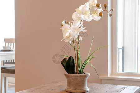 美丽的室内盆栽兰花图片