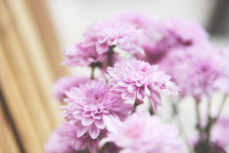 束花粉色菊花紫色美丽菊花装饰在明亮客厅植物花瓶中的特写背景图片