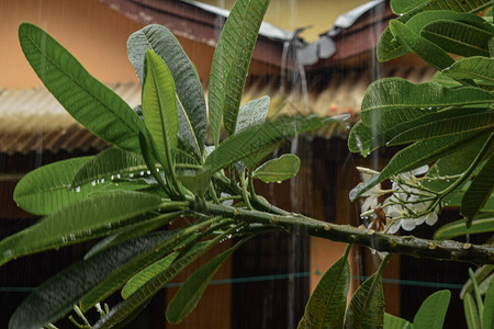 花园的雨天图片