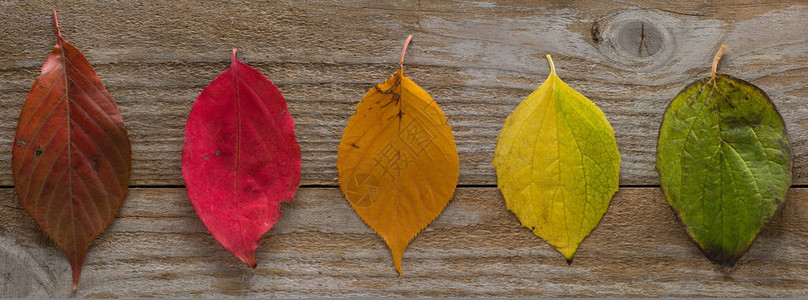木桌上五颜六色的秋叶图片