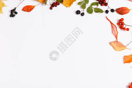 秋季组合物由秋季干燥的多色叶子和白色背景上的苦莓罗文莓山楂浆果制成图片
