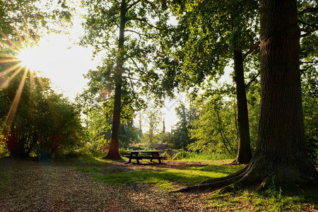 森林里的浪漫风景太阳的光芒穿过树叶尖锐的桌椅和图片