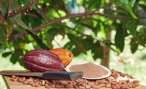 Cacao农场收割背景带图片