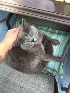 一只快乐的灰色俄罗斯蓝猫躺在图片