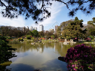 在阿根廷布宜诺斯艾利斯的日本植物园图片