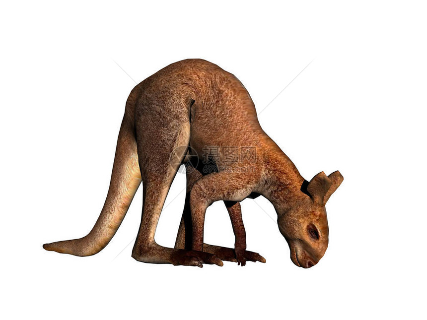 澳洲袋鼠跳过大草原图片