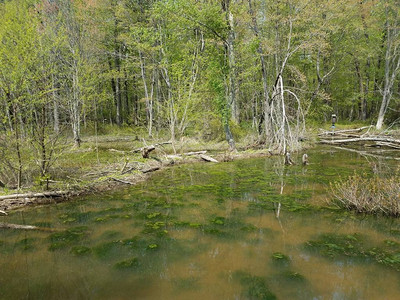 湖或池塘中的黑水或泥水在湿地图片