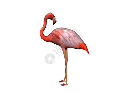 长脖子的粉红色火烈鸟背景图片