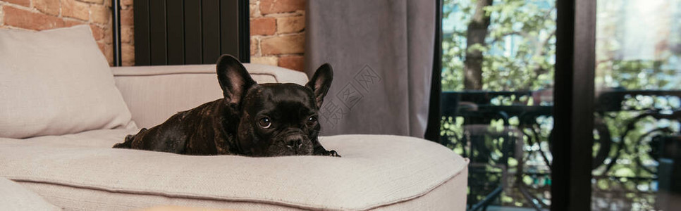 黑色法国斗牛犬在客厅沙发上躺在沙发图片