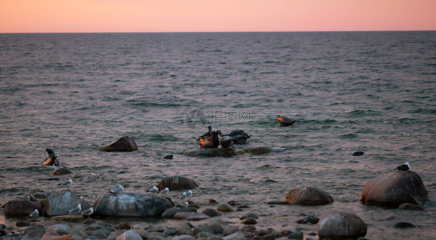 灰海豹Halichoelus在日落时在瑞典公园海岸的岩石图片