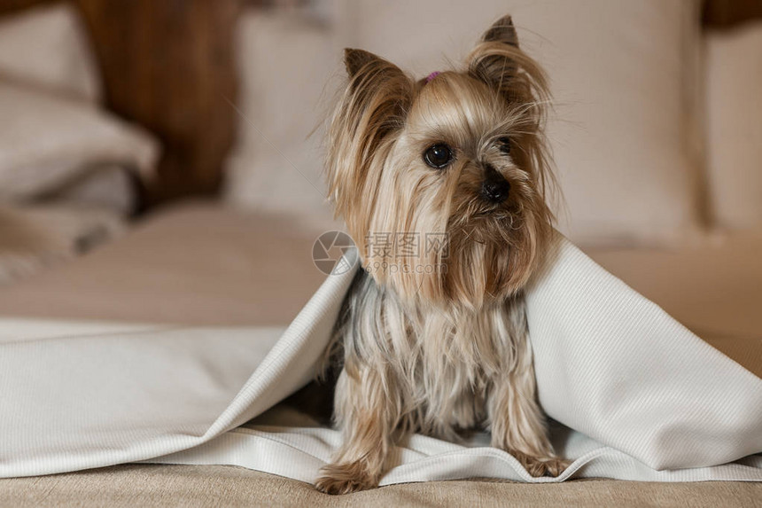 坐在狗友好酒店软床的毛毯下坐着的T图片