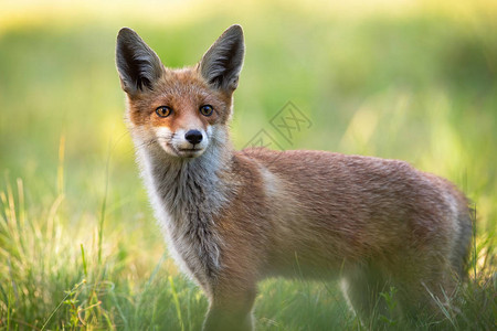 野生警觉的红狐狸图片