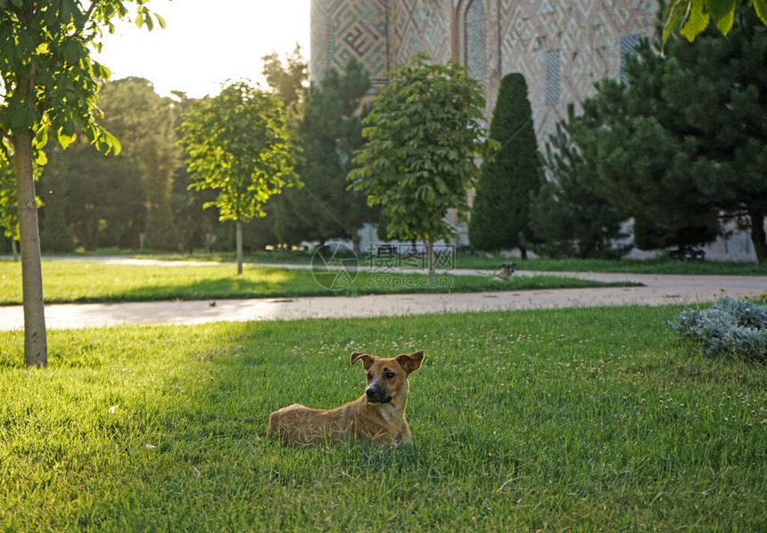 躺在绿草上的棕狗在乌兹别克斯坦撒马尔罕Regist图片