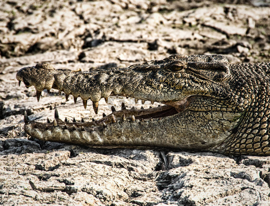 CrocodileCrocodylusporosus图片