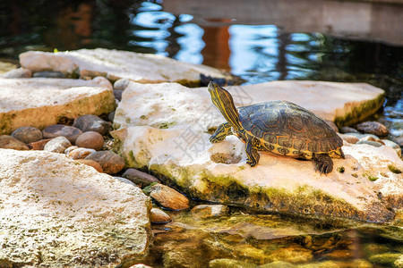 在池塘里养红的宠物磷龟背景图片