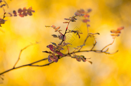 秋天颜色的叶子的玫瑰树枝图片