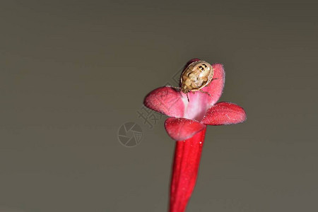 白点臭虫Eysarcoris背心是属于Pentathomidae背景图片