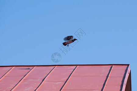 乌鸦在房子的屋顶上蓝天映衬的红色屋顶乌鸦一只乌鸦在夜晚图片