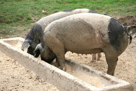 两头肮脏的猪在图片