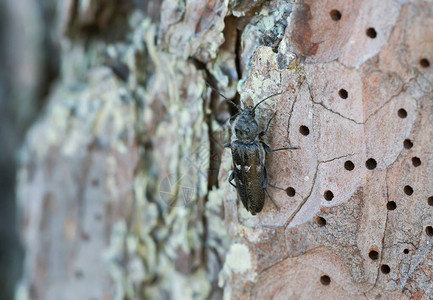 这只甲虫是老房子的害虫在松树图片