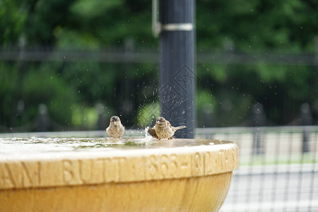 鸟类洗澡有背景图片