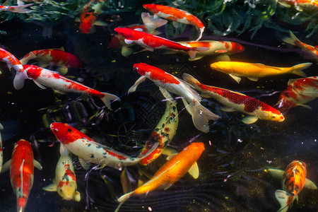 锦鲤在水上花园游泳图片