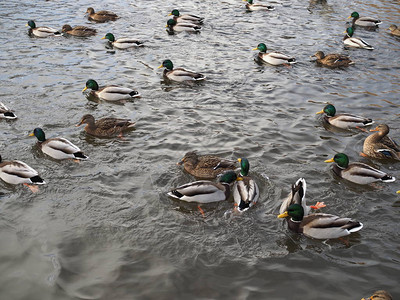 池塘里很多鸭子在游泳图片
