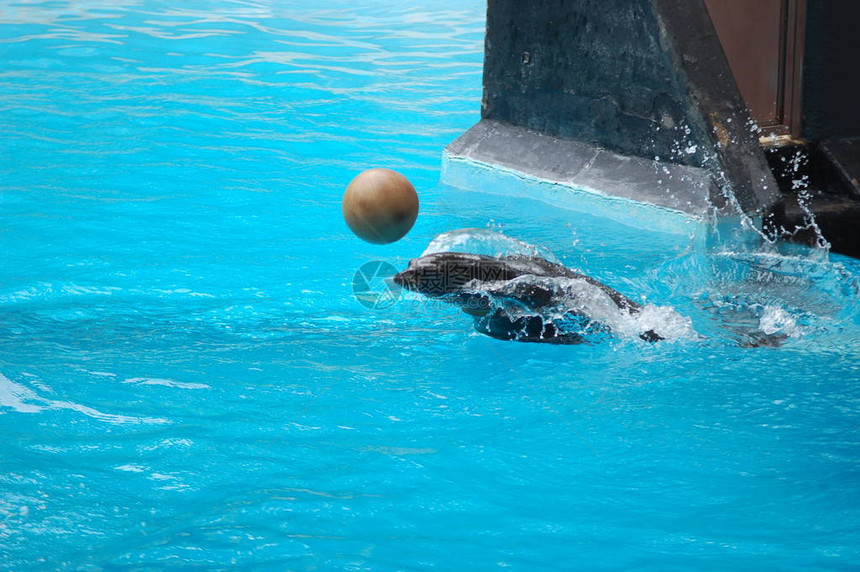 游泳池中的海狮展示图片