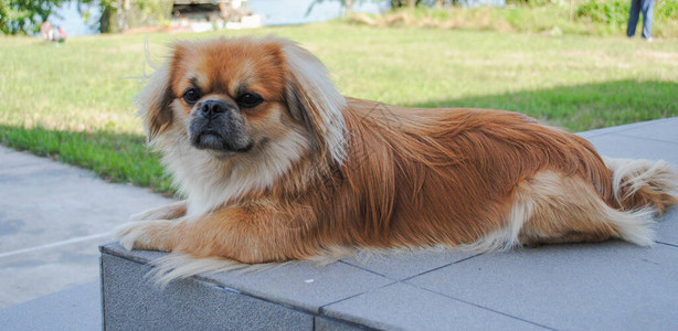 家院子里的年轻小金北京犬图片