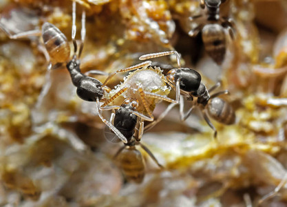 微小蚂蚁组携带食物图片