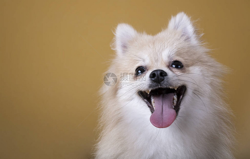 博美犬张开嘴伸出舌头图片