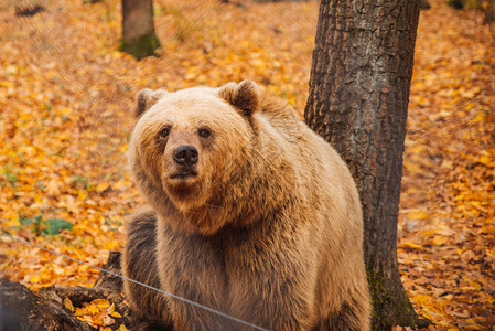 大棕熊在康复中心秋天季节秋天背景图片