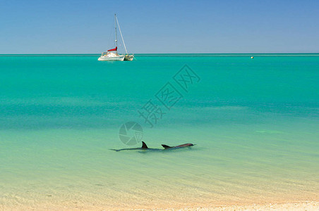 鲨鱼湾海洋保护区的海豚澳大利亚华图片