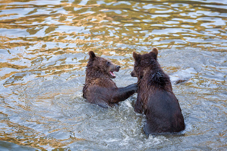 两只熊幼在阿拉斯加某个地方的背景图片