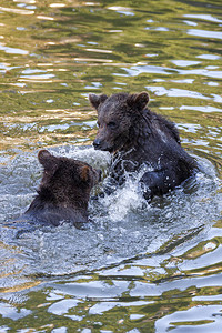 两只熊幼在阿拉斯加某个地方的背景图片